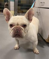 Shelter Stray Male Dog last seen VILLINES AVE, SAN JACINTO CA 92583, 581 S Grand Ave, San Jacinto, CA 92582, USA