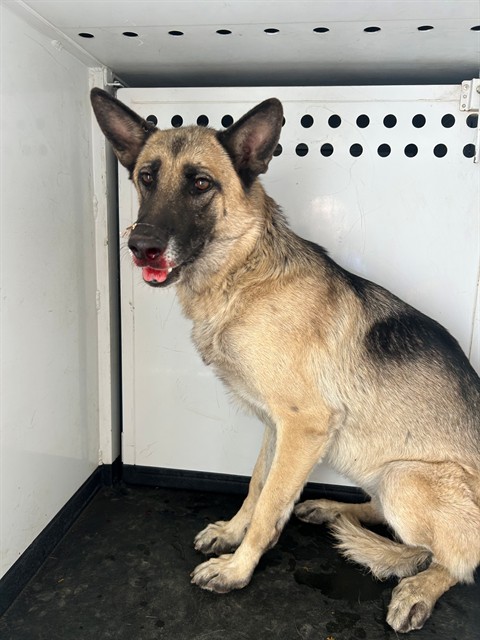 Shelter Stray Female Dog last seen Near BLK BERKSHIRE RD, BAKERSFIELD, CA, 201 S Mt Vernon Ave, Bakersfield, CA 93307, USA