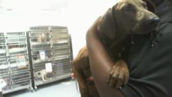 Shelter Stray Female Dog last seen CHARLOTTE, 8315 Byrum Dr, Charlotte, NC 28217, USA