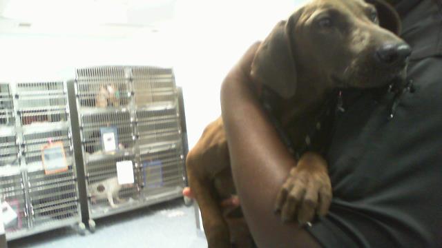 Shelter Stray Female Dog last seen CHARLOTTE, 8315 Byrum Dr, Charlotte, NC 28217, USA