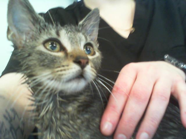Shelter Stray Female Cat last seen CHARLOTTE, 8315 Byrum Dr, Charlotte, NC 28217, USA