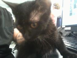 Shelter Stray Female Cat last seen CHARLOTTE, 8315 Byrum Dr, Charlotte, NC 28217, USA