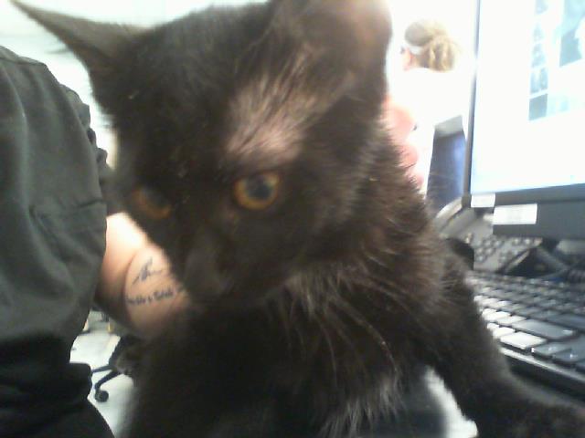 Shelter Stray Female Cat last seen CHARLOTTE, 8315 Byrum Dr, Charlotte, NC 28217, USA