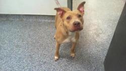 Shelter Stray Female Dog last seen CHARLOTTE, 8315 Byrum Dr, Charlotte, NC 28217, USA