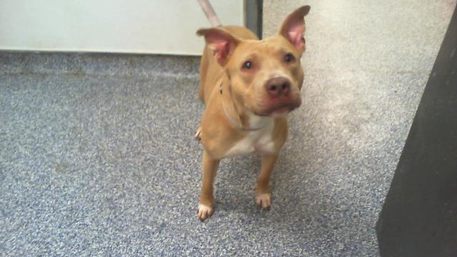 Shelter Stray Female Dog last seen CHARLOTTE, 8315 Byrum Dr, Charlotte, NC 28217, USA