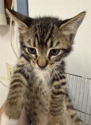 Shelter Stray Male Cat last seen BELMONT/BERRY, 16 Barnes Ct, Hayward, CA 94544, USA