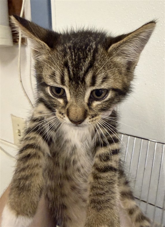 Shelter Stray Male Cat last seen BELMONT/BERRY, 16 Barnes Ct, Hayward, CA 94544, USA