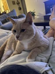 Lost Female Cat last seen South Garner High School, Garner, NC 27529
