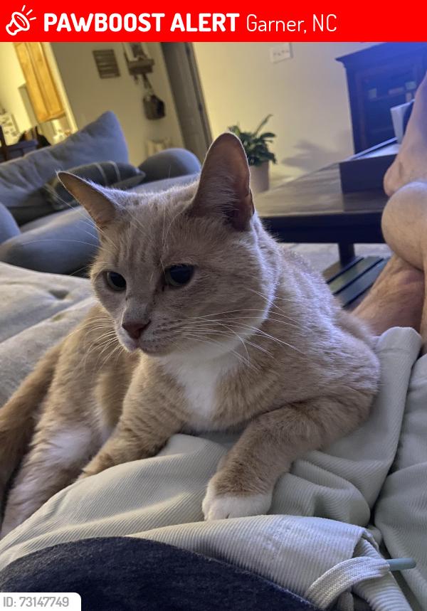 Lost Female Cat last seen South Garner High School, Garner, NC 27529