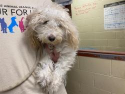Shelter Stray Female Dog last seen 35TH JUNEAU, 3839 W Burnham St, West Milwaukee, WI 53215, USA