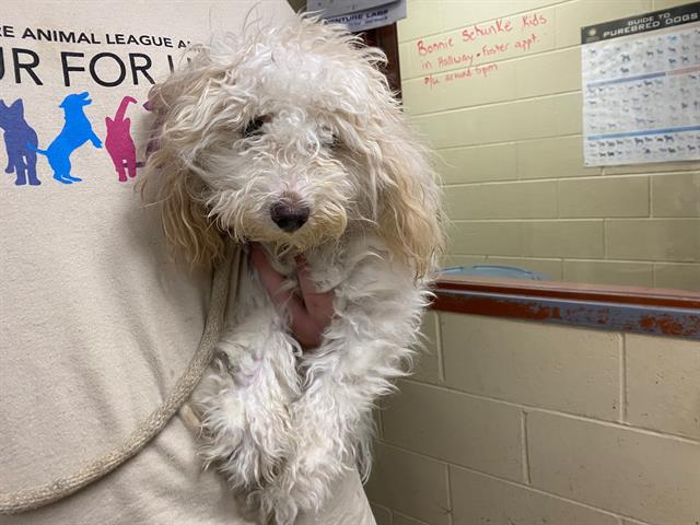 Shelter Stray Female Dog last seen 35TH JUNEAU, 3839 W Burnham St, West Milwaukee, WI 53215, USA