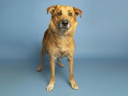 Shelter Stray Male Dog last seen N 150TH AND AVONDALE BLV, 5501 E Van Buren St, Phoenix, AZ 85008, USA