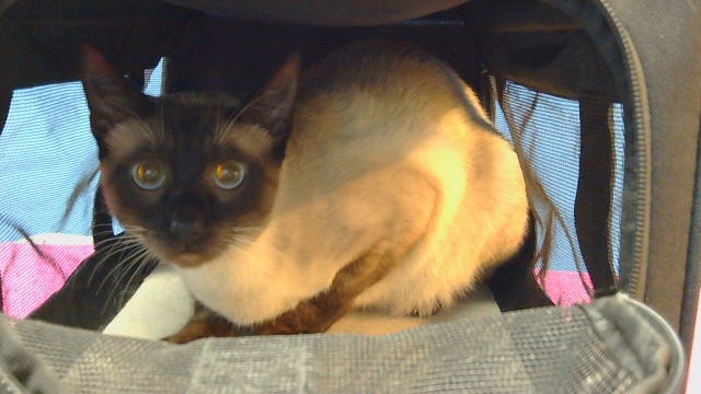 Shelter Stray Male Cat last seen , 216 W Victoria St, Gardena, CA 90248, USA