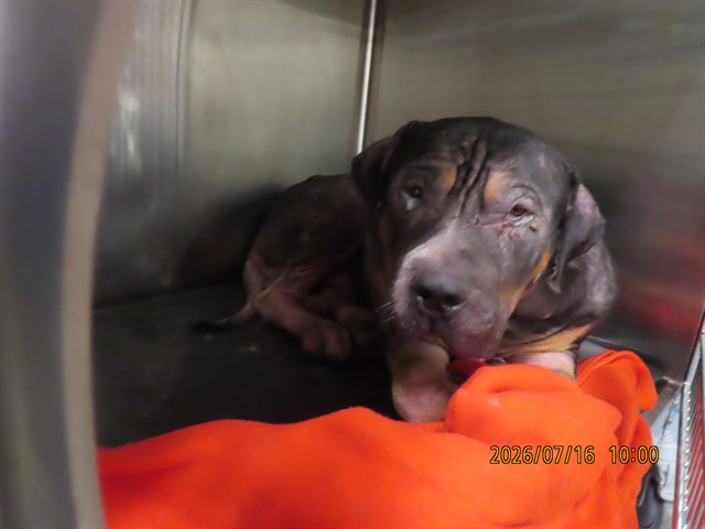 Shelter Stray Male Dog last seen 111TH ST/ CAMELBACK, 5501 E Van Buren St, Phoenix, AZ 85008, USA