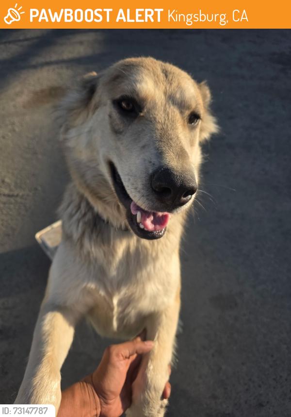 Found/Stray Female Dog last seen Mt. View and Zediker, Kingsburg, CA 93631