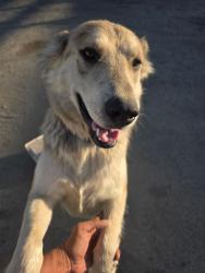 Found/Stray Female Dog last seen Mt. View and Zediker, Kingsburg, CA 93631