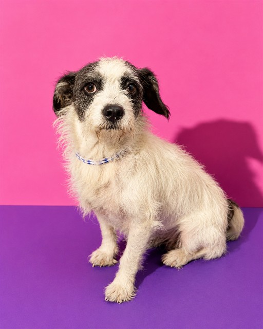 Shelter Stray Female Dog last seen Near BLOCK HURON ST, 2020 Forest St, Jacksonville, FL 32204, USA
