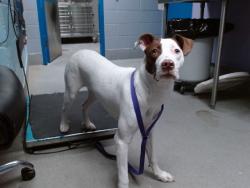 Shelter Stray Female Dog last seen GATEWAY WEST SHELTER, 11800 Sunset Gardens Rd SW, Albuquerque, NM 87121, USA