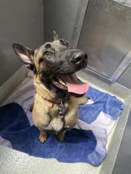 Shelter Stray Male Dog last seen FRUITVALE / HYDE ST, OAKLAND, 1590 Fortmann Way, Alameda, CA 94501, USA