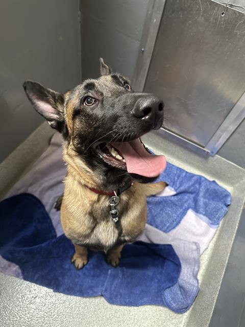 Shelter Stray Male Dog last seen FRUITVALE / HYDE ST, OAKLAND, 1590 Fortmann Way, Alameda, CA 94501, USA