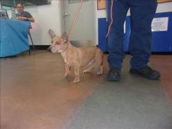 Shelter Stray Male Dog last seen , 14409 Vanowen St, Van Nuys, CA 91405, USA
