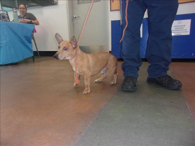 Shelter Stray Male Dog last seen , 14409 Vanowen St, Van Nuys, CA 91405, USA