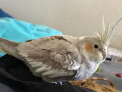 Lost Unknown Bird last seen Ridggeview/Butterfield, Albuquerque, NM 87120