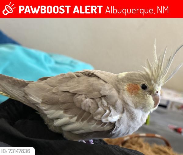 Lost Unknown Bird last seen Ridggeview/Butterfield, Albuquerque, NM 87120