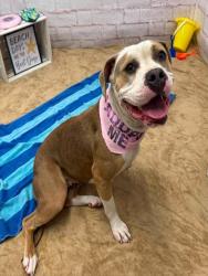 Shelter Stray Female Dog last seen Near BLOCK RIOPELLE ST, DETROIT MI 48203, 7401 Chrysler Dr, Detroit, MI 48211, USA