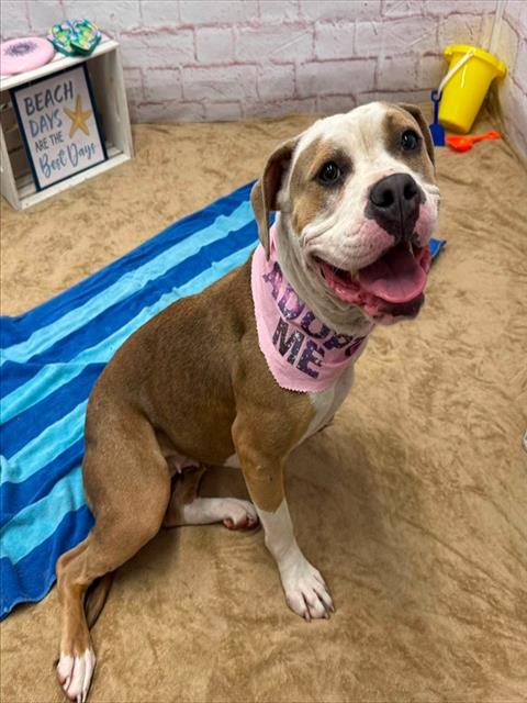 Shelter Stray Female Dog last seen Near BLOCK RIOPELLE ST, DETROIT MI 48203, 7401 Chrysler Dr, Detroit, MI 48211, USA