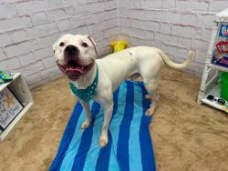 Shelter Stray Male Dog last seen Near BLOCK W BETHUNE ST, DETROIT MI 48202, 7401 Chrysler Dr, Detroit, MI 48211, USA