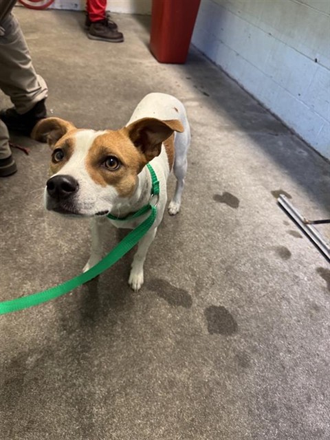 Shelter Stray Male Dog last seen WINTERS ST & ROSEVILLE RD, 2127 Front St, Sacramento, CA 95818, USA
