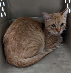 Shelter Stray Male Cat last seen Near BLOCK MONTROSE ST, DETROIT, MI 48228, 7401 Chrysler Dr, Detroit, MI 48211, USA