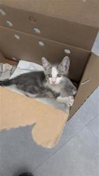 Shelter Stray Male Cat last seen 43RD AVE & 13TH ST, 2127 Front St, Sacramento, CA 95818, USA