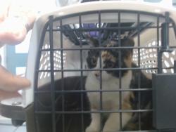 Shelter Stray Female Cat last seen Near BLOCK VICKIE DR, 2811 SE 29th St, Oklahoma City, OK 73129, USA