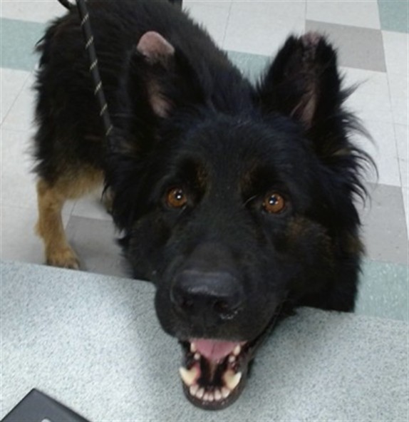 Shelter Stray Male Dog last seen Near BLOCK NEIGHBORS LN DEL CITY, 2811 SE 29th St, Oklahoma City, OK 73129, USA