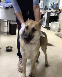 Shelter Stray Female Dog last seen Near BLOCK PACIFIC AVE, JURUPA VALLEY, CA, 6851 Van Buren Boulevard, Jurupa Valley, CA 92509, USA