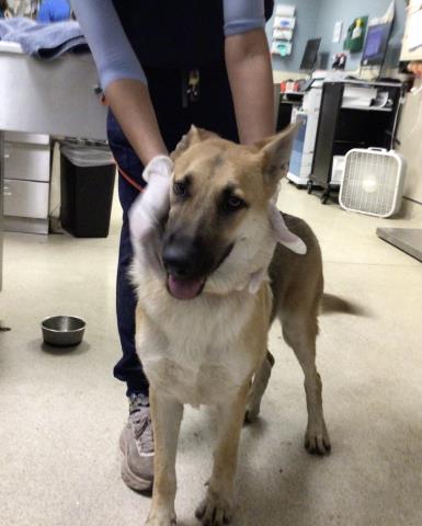 Shelter Stray Female Dog last seen Near BLOCK PACIFIC AVE, JURUPA VALLEY, CA, 6851 Van Buren Boulevard, Jurupa Valley, CA 92509, USA
