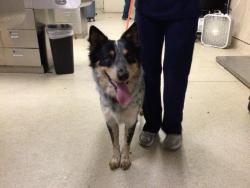Shelter Stray Male Dog last seen COLLETT AVE & RIVERWALK PKWY, RIVERSIDE CA 92505, 6851 Van Buren Boulevard, Jurupa Valley, CA 92509, USA