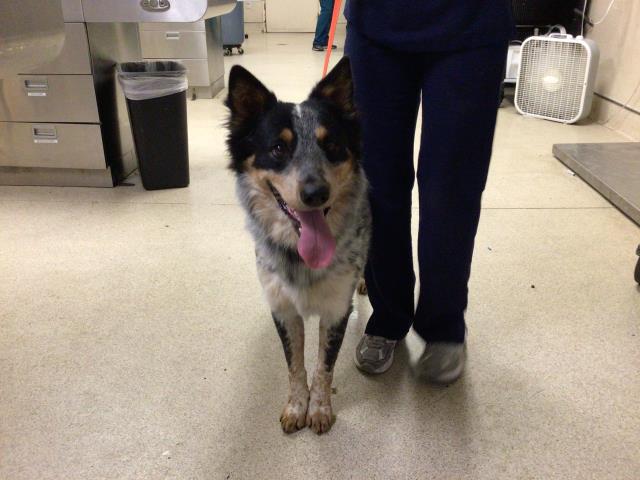 Shelter Stray Male Dog last seen COLLETT AVE & RIVERWALK PKWY, RIVERSIDE CA 92505, 6851 Van Buren Boulevard, Jurupa Valley, CA 92509, USA