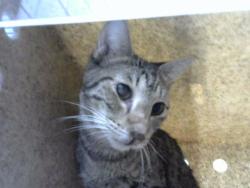 Shelter Stray Male Cat last seen WYOMING & LOMAS, 8920 Lomas Blvd NE, Albuquerque, NM 87112, USA