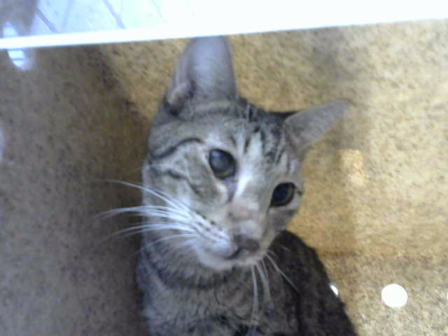 Shelter Stray Male Cat last seen WYOMING & LOMAS, 8920 Lomas Blvd NE, Albuquerque, NM 87112, USA