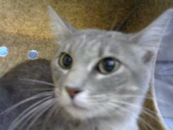 Shelter Stray Unknown Cat last seen Near BLOCK HALLMARK AVE NE, 8920 Lomas Blvd NE, Albuquerque, NM 87112, USA