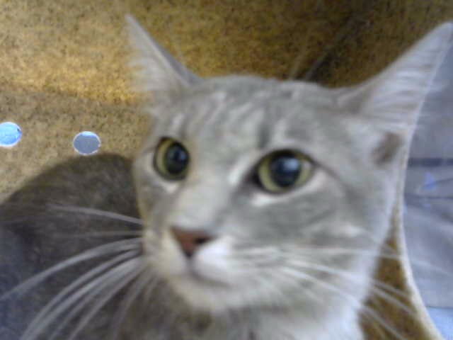 Shelter Stray Unknown Cat last seen Near BLOCK HALLMARK AVE NE, 8920 Lomas Blvd NE, Albuquerque, NM 87112, USA