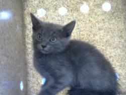 Shelter Stray Male Cat last seen Near BLOCK HALLMARK AVE NE, 8920 Lomas Blvd NE, Albuquerque, NM 87112, USA