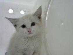 Shelter Stray Male Cat last seen Near BLOCK HALLMARK AVE NE, 8920 Lomas Blvd NE, Albuquerque, NM 87112, USA