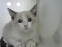 Shelter Stray Male Cat last seen Near BLOCK HALLMARK AVE NE, 8920 Lomas Blvd NE, Albuquerque, NM 87112, USA