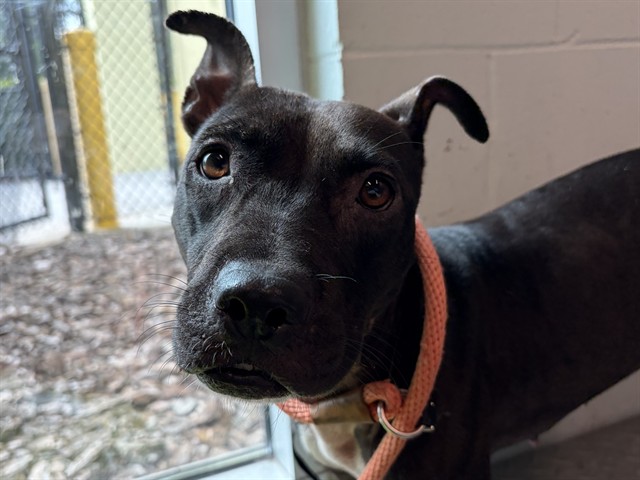 Shelter Stray Female Dog last seen E. MAIN ST, LEESBURG, 12280 County Rd 448, Tavares, FL 32778, USA