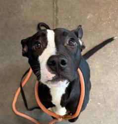 Shelter Stray Male Dog last seen CAN DO LANE, TAVARES, 12280 County Rd 448, Tavares, FL 32778, USA