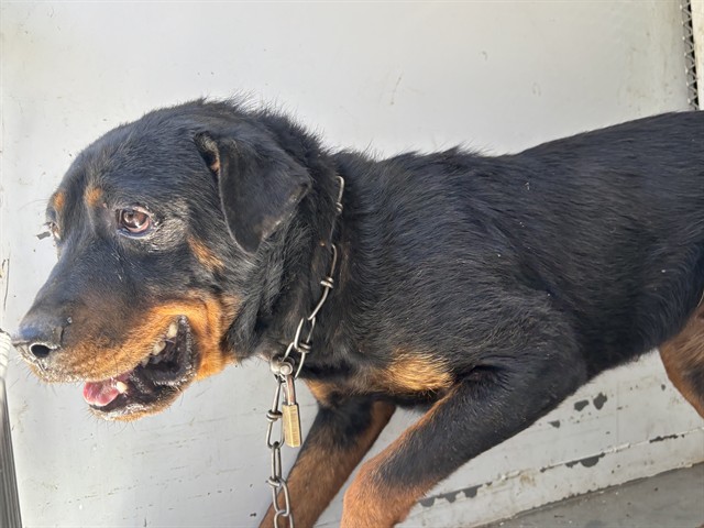 Shelter Stray Female Dog last seen Near BLOCK BONITA RD, LAMONT CA 93241, 3951 Fruitvale Ave, Bakersfield, CA 93308, USA